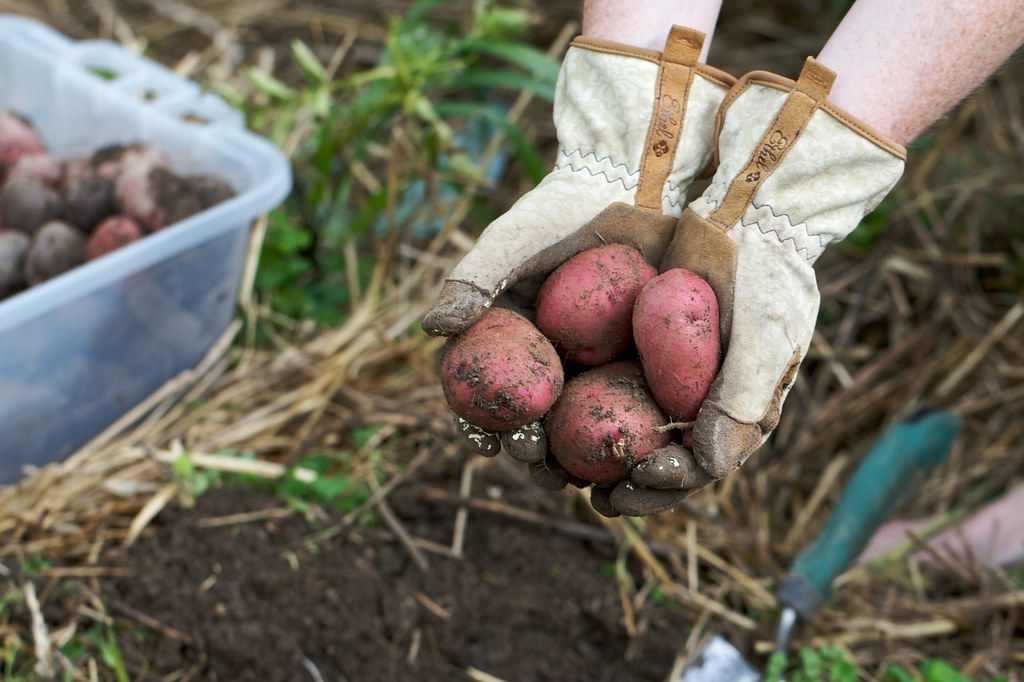 Potatoes gathered in hands