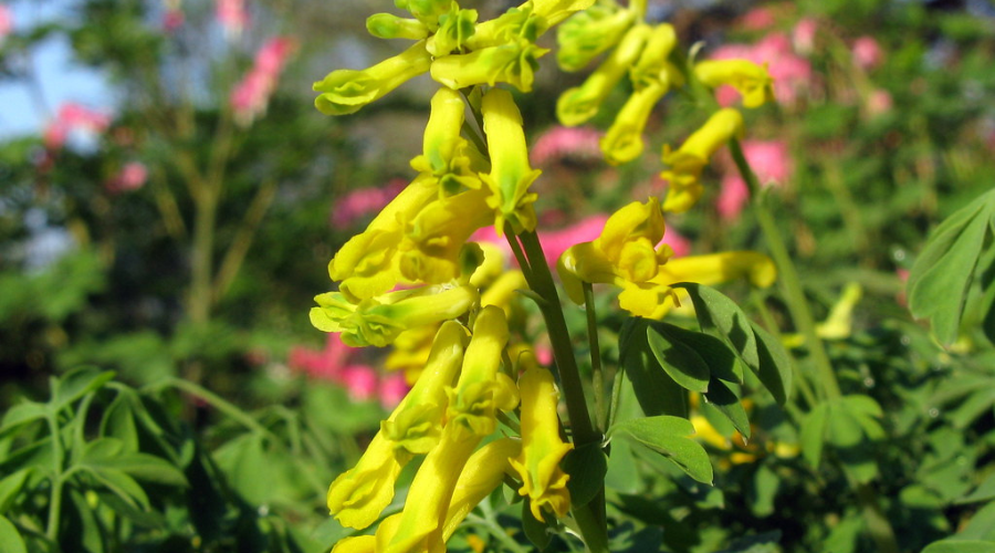 Yellow Corydalis against green voliage