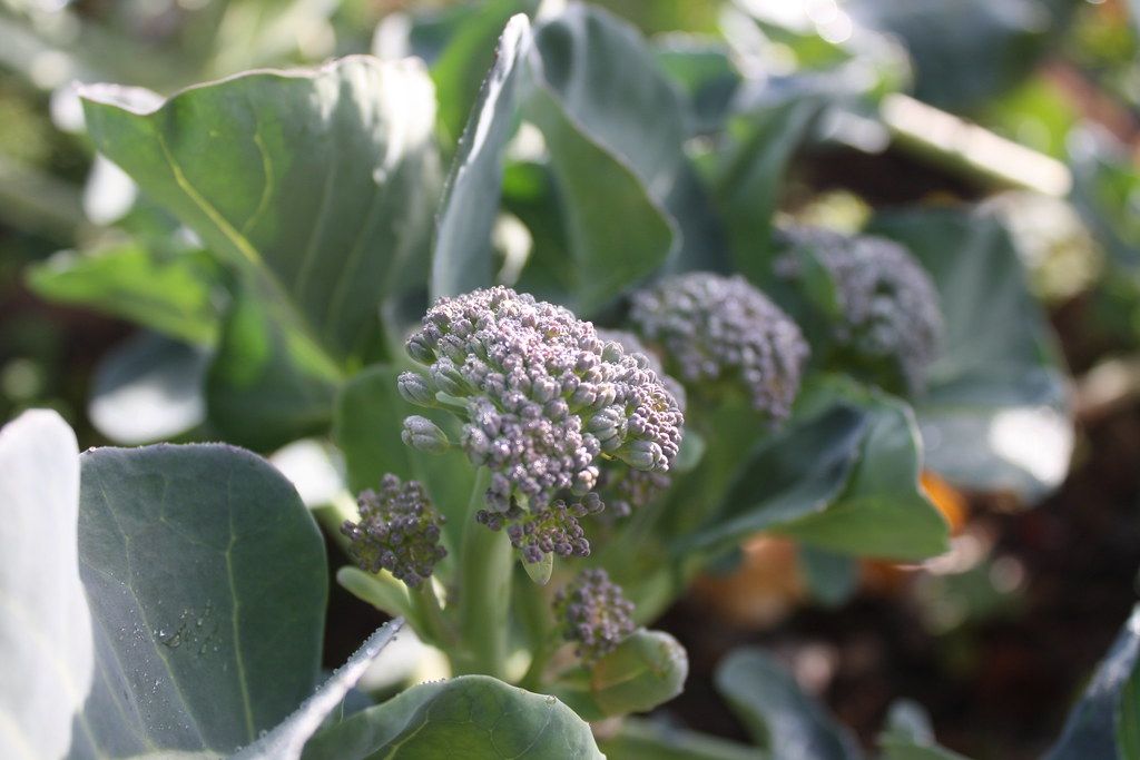 Baby broccoli florets