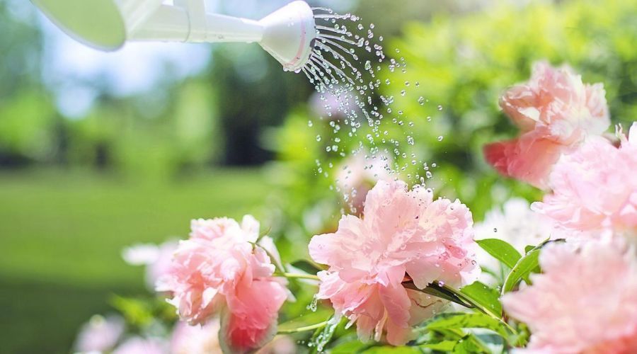 white watering can sprinkling water over pink flowers