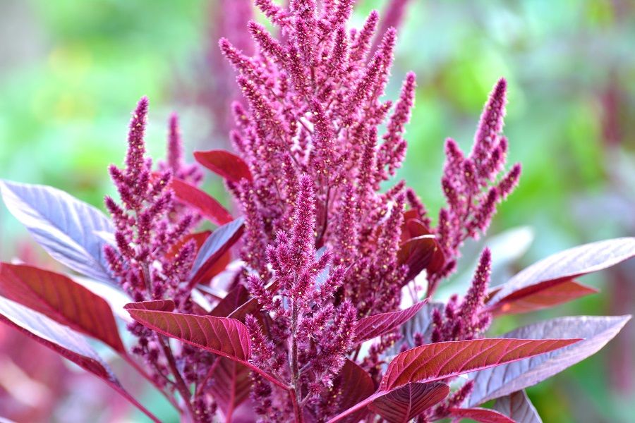 5 Plants To Avoid Growing in Your Garden