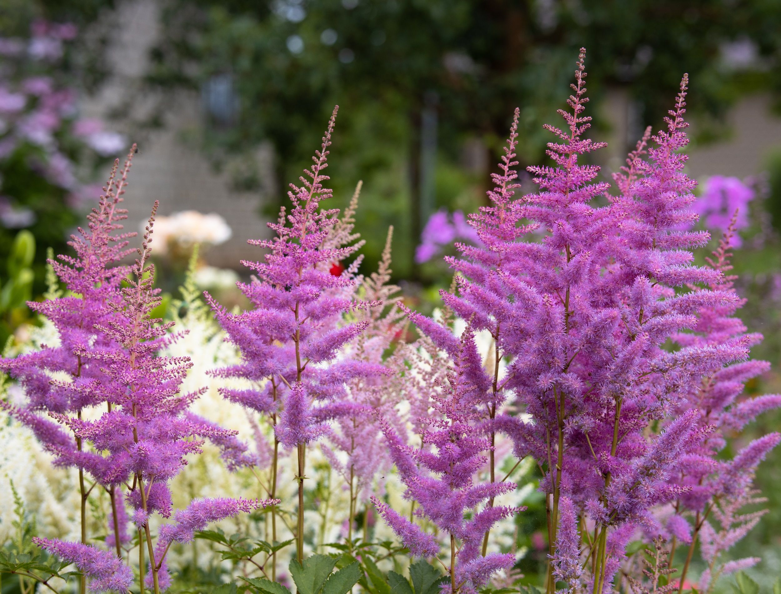 Beautiful delicate fluffy colorful ornamental plant Astilbe growing in the garden
