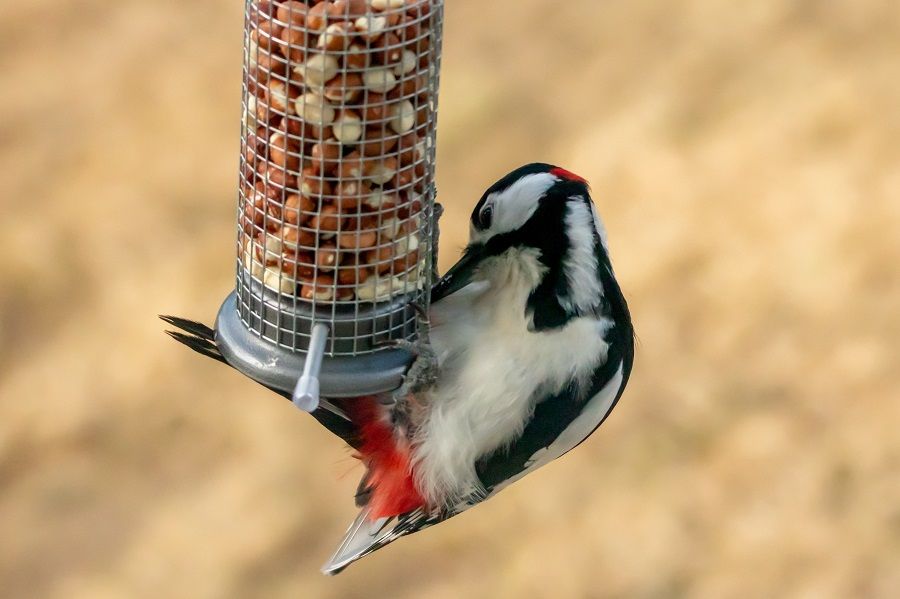 Attracting wildlife- bird feeder