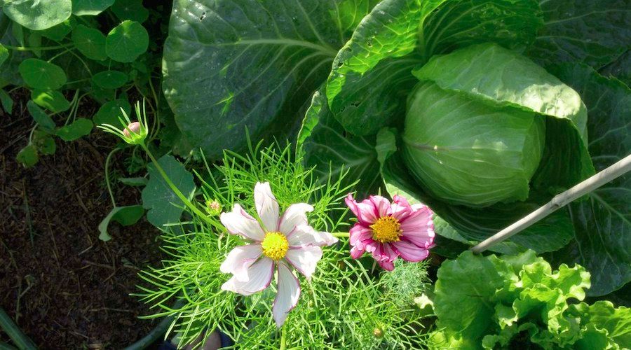 cabbage and flowers growing today