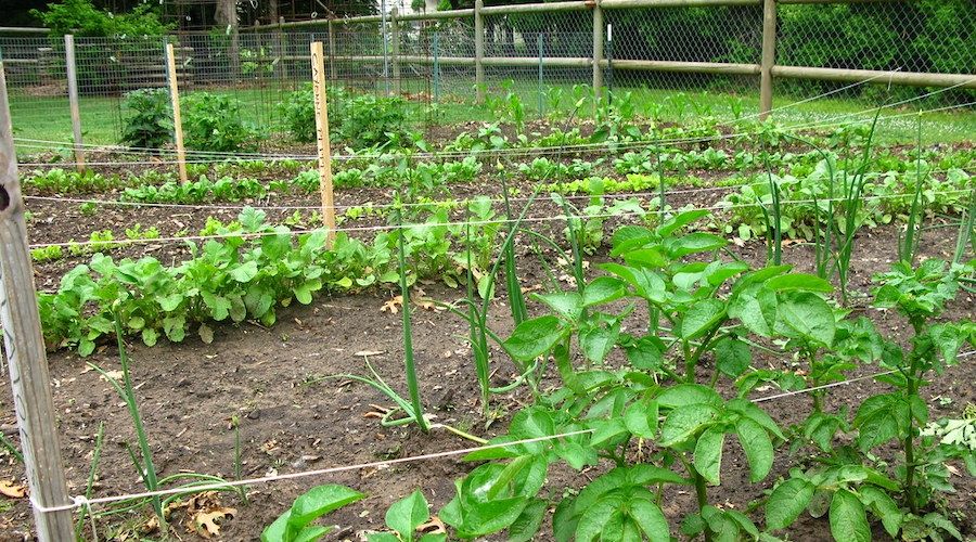 vegetable garden fence and netting