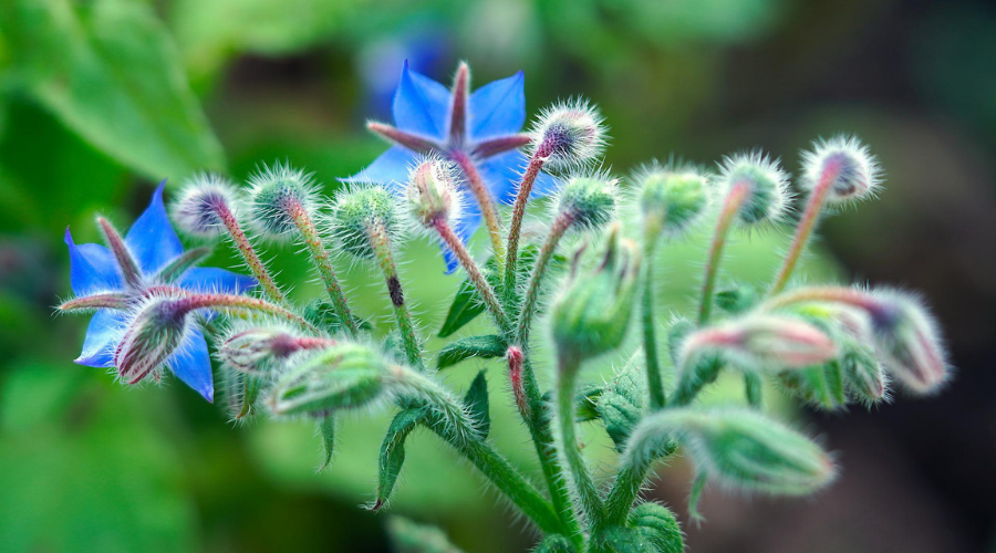 Borage with blue star leaves and buds