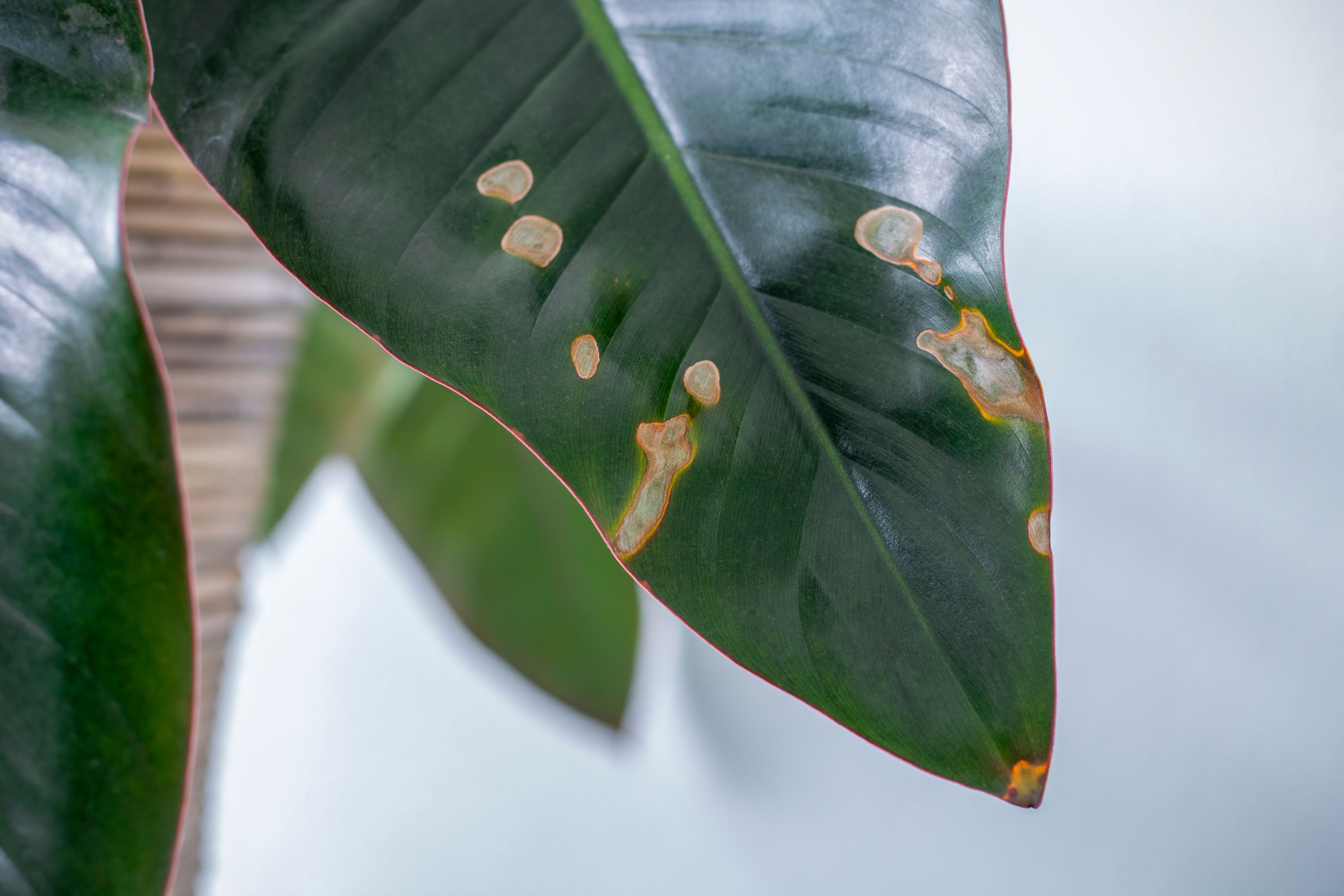 Brown Spots On A leaf