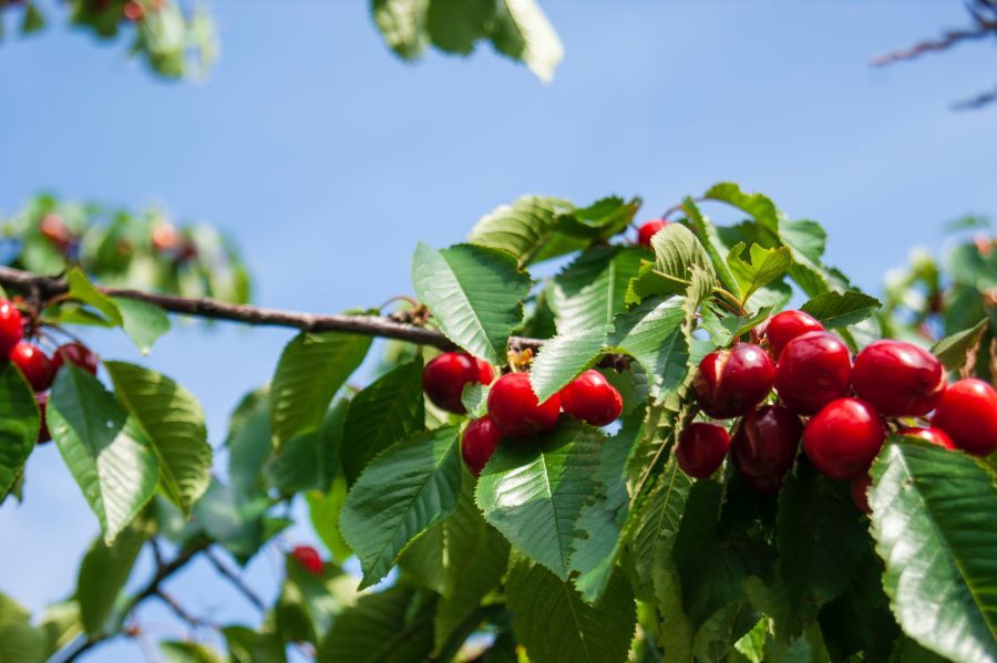 Cherries on a Cherry Tree