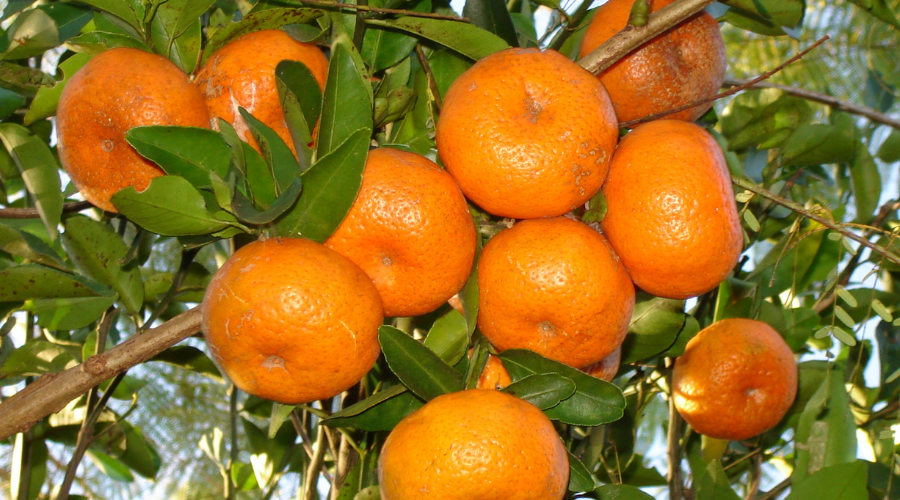 Clementine Tree with orange fruits and green foliage