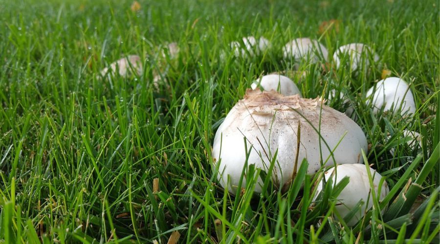 group of white mushrooms poking through the grass on lawn