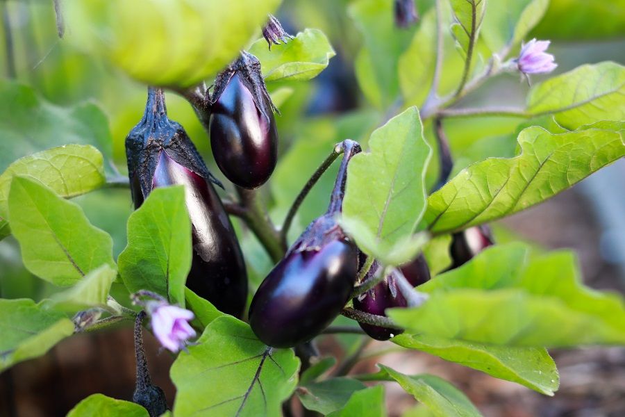 Eggplant for june planting
