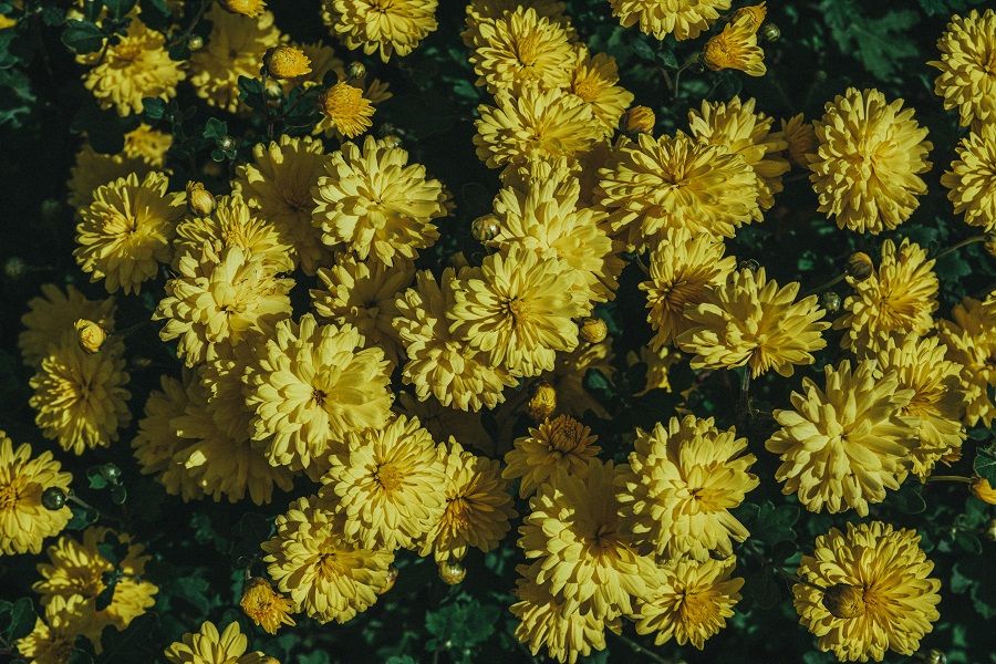 5 Plants To Prune in Early Summer