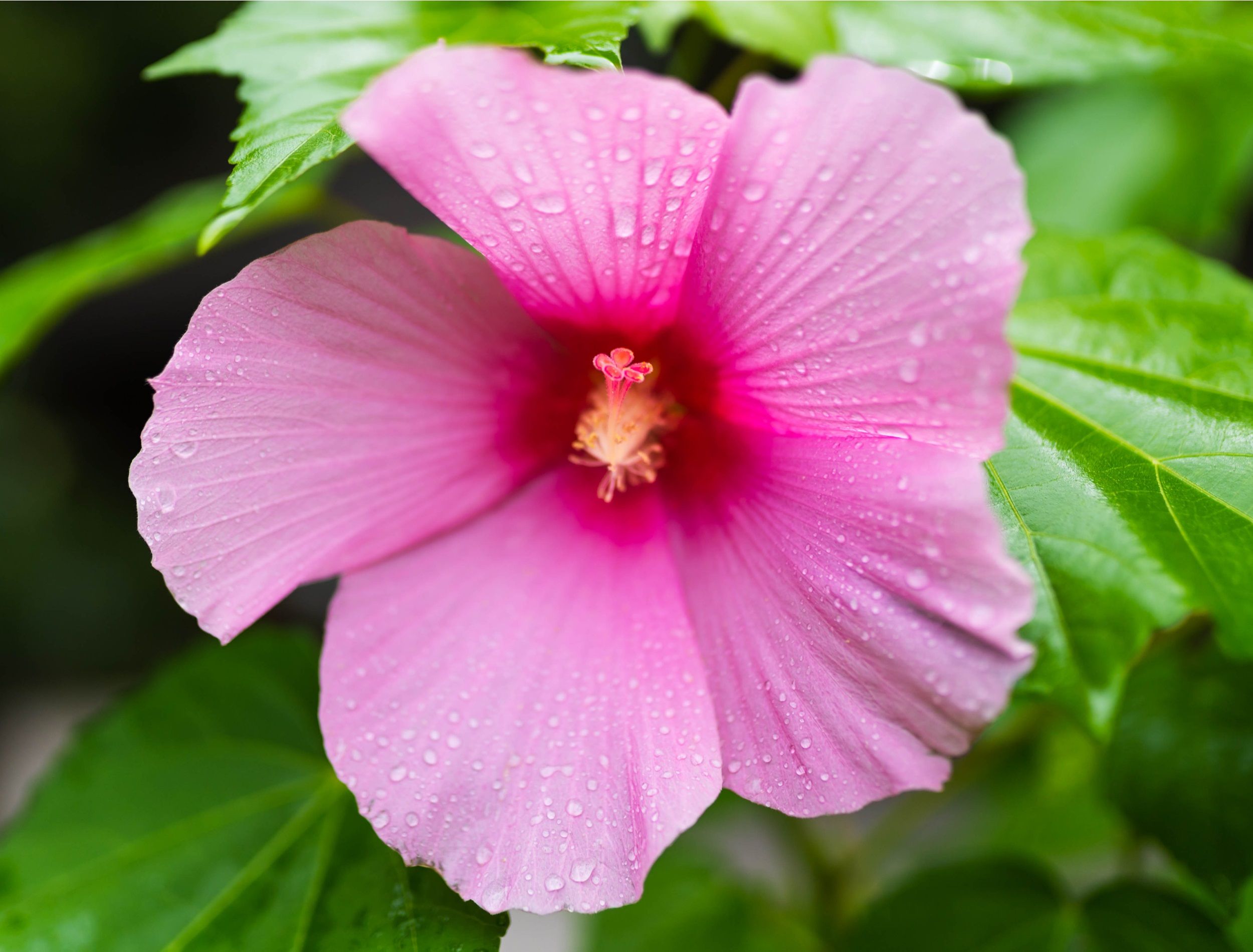 Hardy hibiscus flower with water droplets