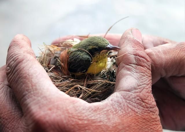 Hands Holding Nest with Green and Yellow Bird