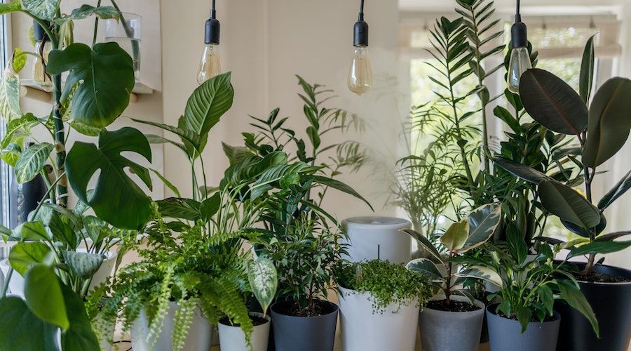 shop lights for plants