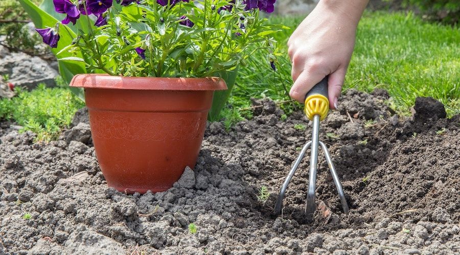 How To Safely Transplant Garden Plants