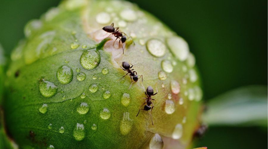 three ants crawling over a dew covered peony bud