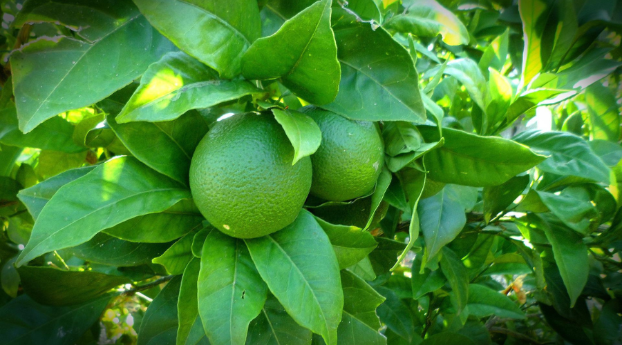 Lime Tree with limes and green foliage