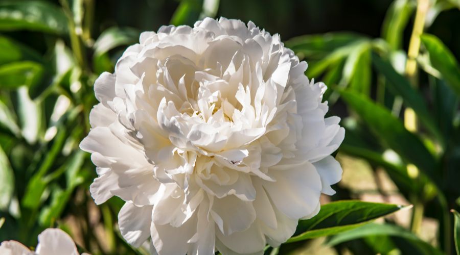 large white peony that has bloomed entirely