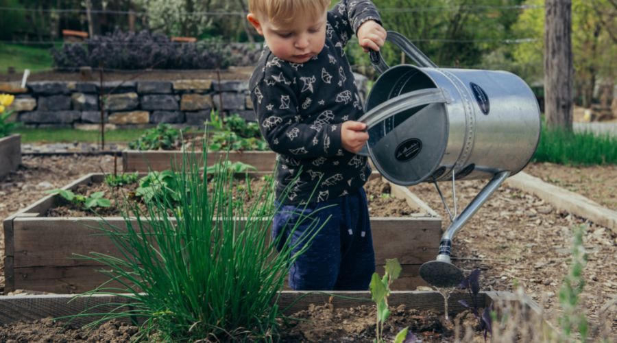 little boy using watering can to water vegetable garden