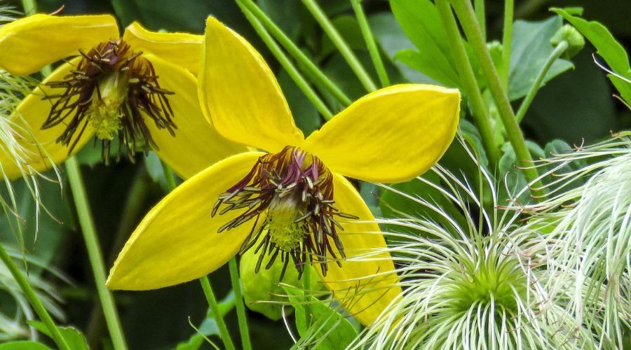 yellow orientalis clematis flowers that have bloomed