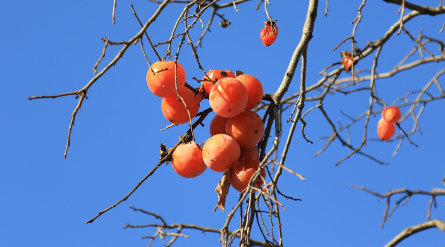 Persimmon Tree with orange fruit and leafless branches
