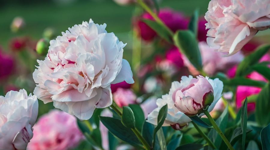 large pink peonies that have bloomed