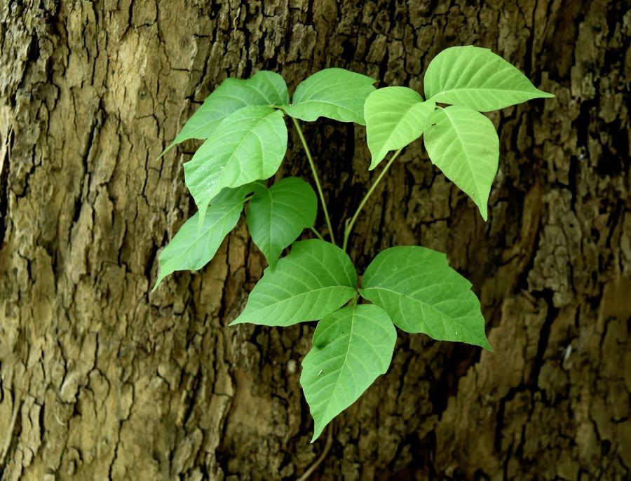 Poison Ivy on a tree bark