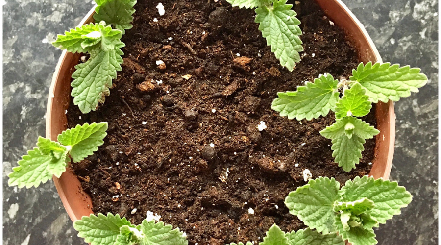 Potted Catmint seedlings in clay pot