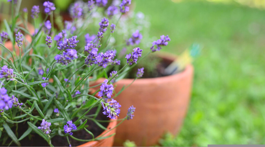 Potted Lavender on grass in garden