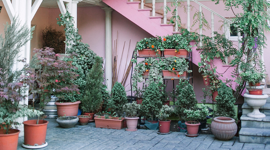Potted Plants outdoors