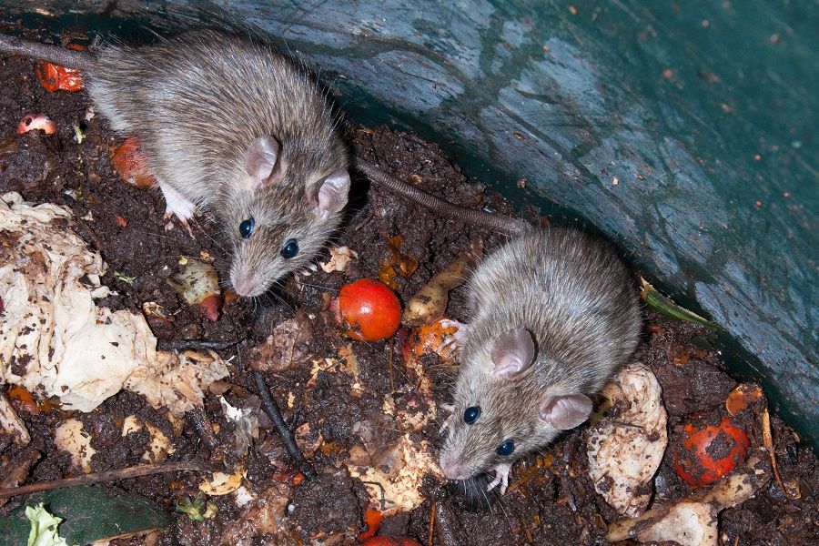 How to Keep Rats Out of a Compost Pile