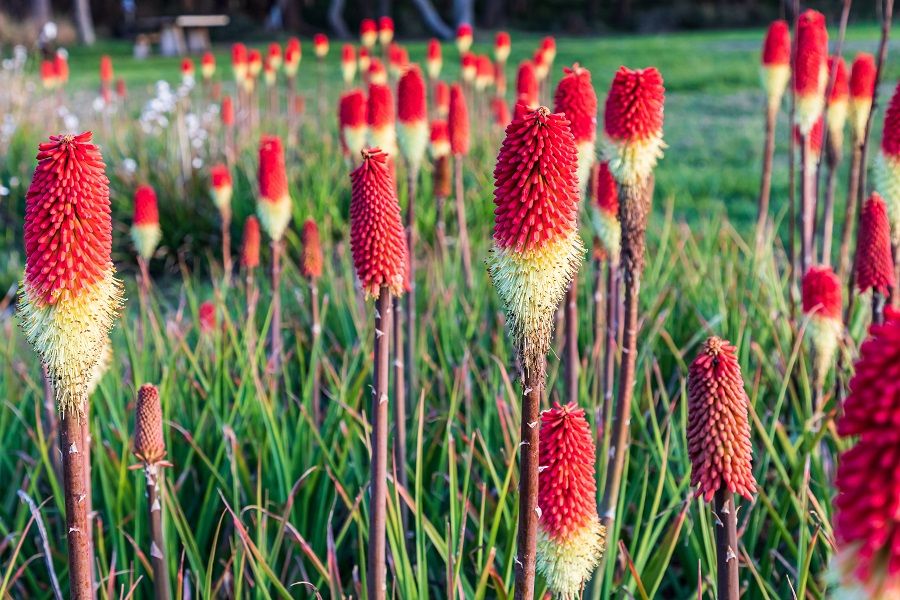 Red Hot Poker Plant 