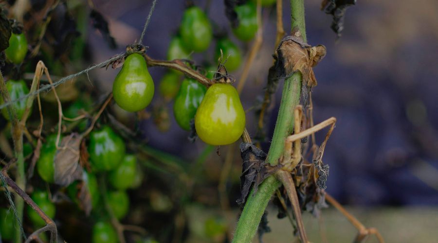 garden tomato plant that is dying