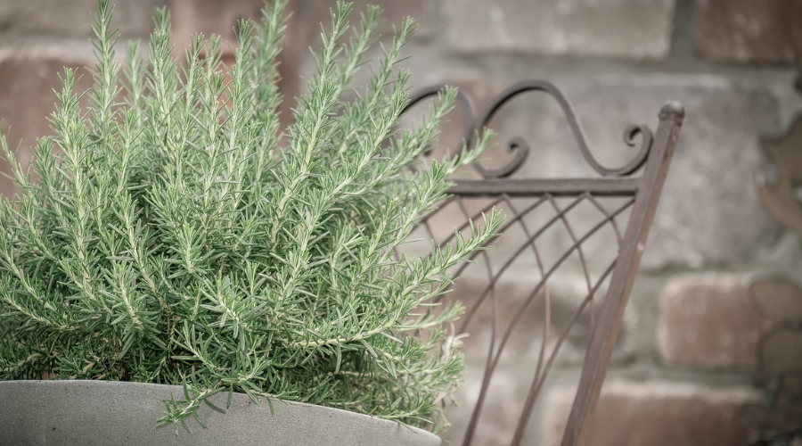 Rosemary herb in pot on metal garden chair