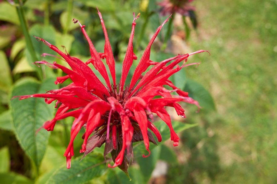 Scarlet Beebalm Plant 