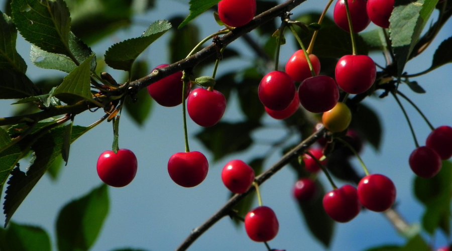 Sour Cherry Tree with fruits and leaves
