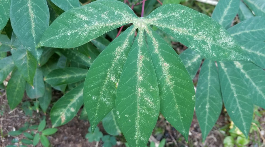 Spider Mites Damage on green leaves