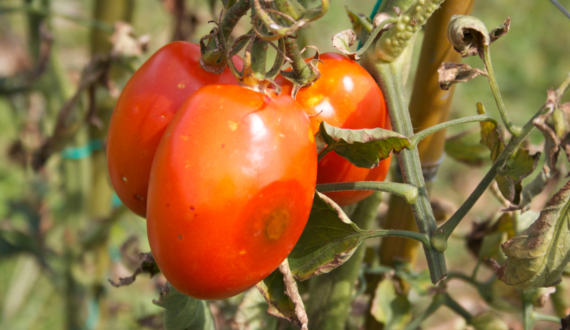 Tomatoes on plant with disease.