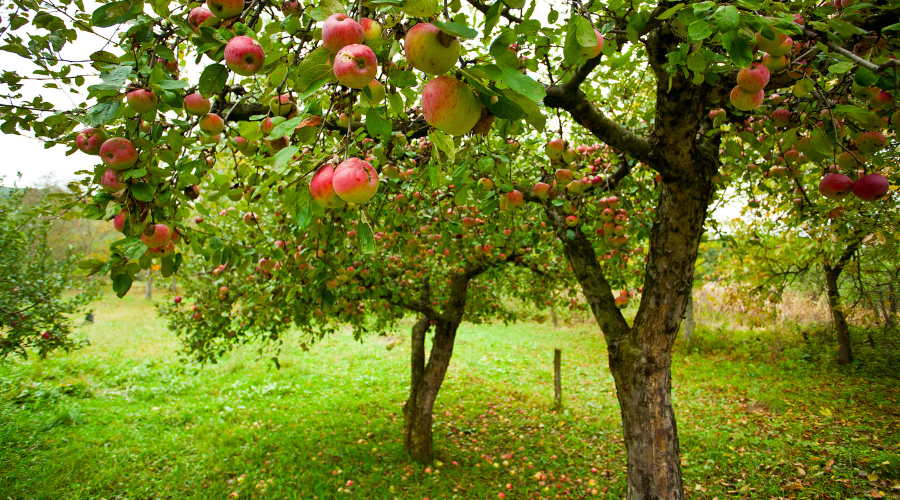 Apple Trees
