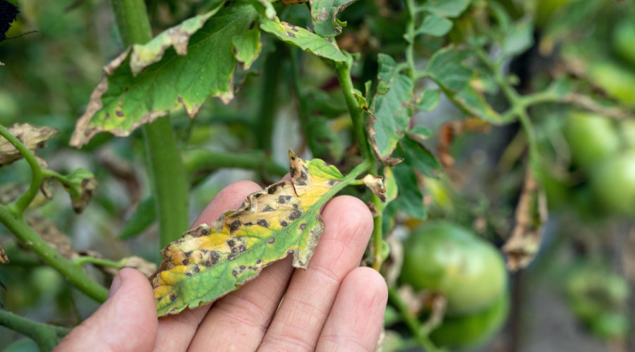 Septoria leaf spot on tomato. damaged by disease and pests of tomato leaves
