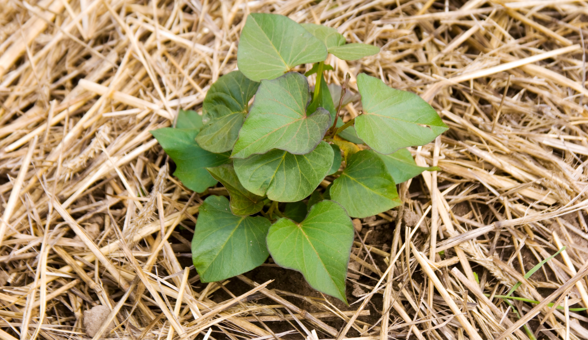 Sweet Potato Seedling Surrounded by Straw Mulch