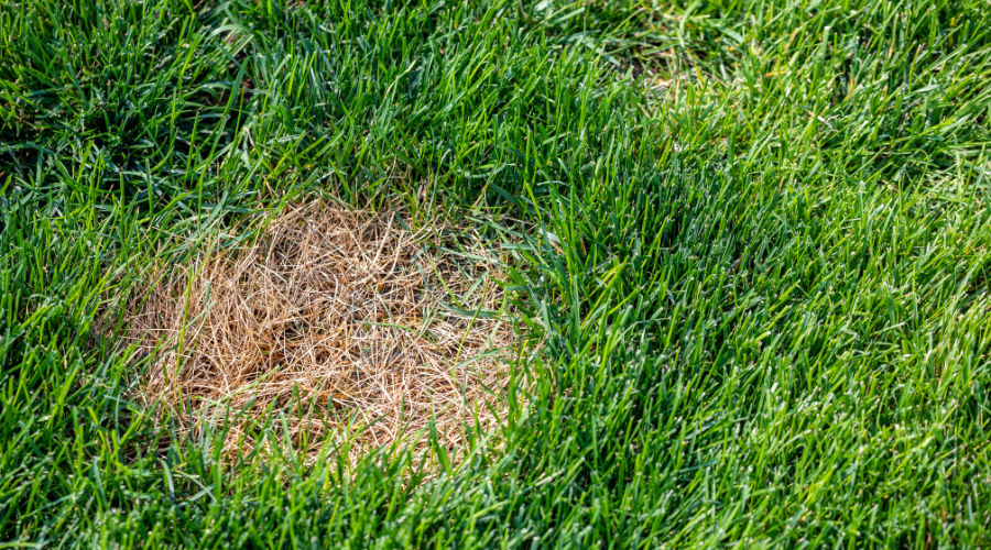 6 Common Lawn Diseases To Look For