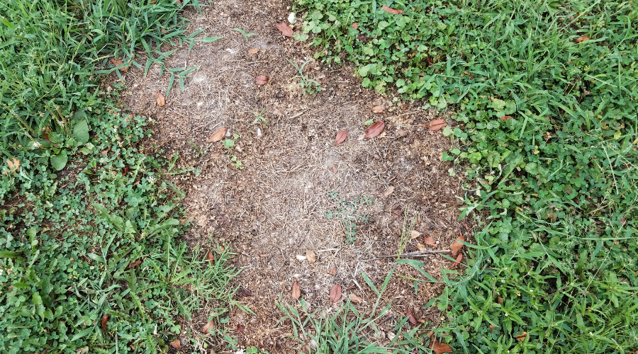 green grass or lawn with dead or diseased brown patch