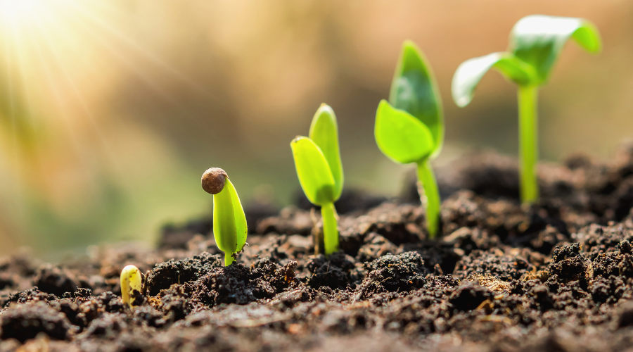 12 Ways to Germinate and Sprout Seeds Faster