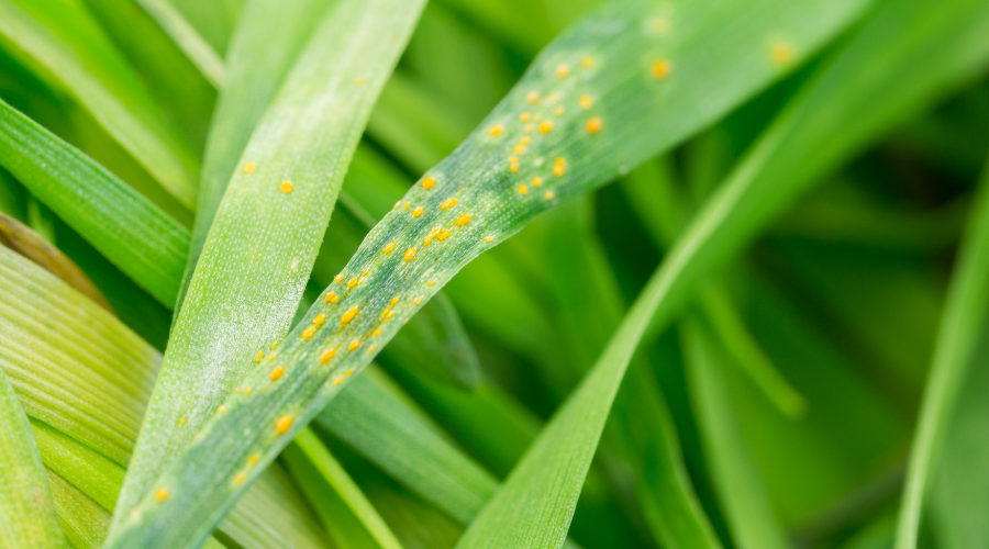 close view natural wheat leaf rust disease, infestation