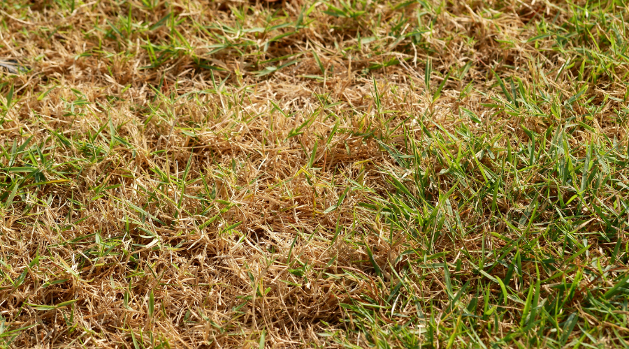 lawn disease killing grass