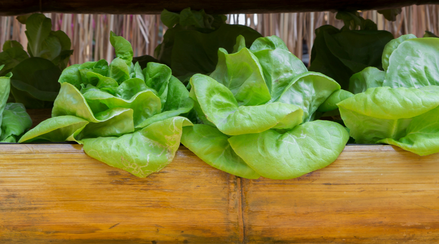 How to Grow Lettuce in Containers