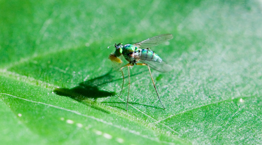 Green predator fly