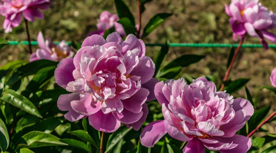 deep pink peonies growing within the limits of a peony ring